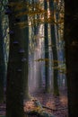 Vertical shot of beautiful sunlight rays passes through the trees in the forest. Royalty Free Stock Photo