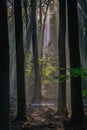 Vertical shot of beautiful sunlight rays passes through the trees in the forest. Royalty Free Stock Photo
