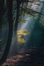 Vertical shot of Beautiful sunlight rays passes through the trees in the forest. Royalty Free Stock Photo