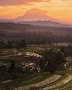 Vertical shot of a beautiful sunrise in jatiluwih rice terrace in  Bali, Indonesia Royalty Free Stock Photo