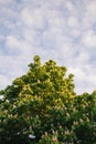 Vertical shot of beautiful tree with chestnuts in bloom on the background of sky Royalty Free Stock Photo