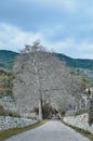 Vertical shot of a beautiful tree near a road leading to mountains Royalty Free Stock Photo