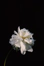 Vertical shot of a beautiful white-petaled peony flower on a black background Royalty Free Stock Photo