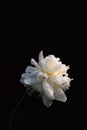 Vertical shot of a beautiful white-petaled peony flower on a black background Royalty Free Stock Photo