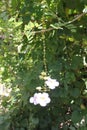 Vertical shot of beautiful white Thunbergia flowers hanging on the tree in the daytime