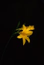 Vertical shot of a beautiful yellow-petaled flower on a black background Royalty Free Stock Photo