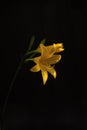 Vertical shot of a beautiful yellow-petaled flower on a black background Royalty Free Stock Photo