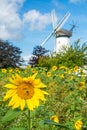 Vertical shot of beautiful yellow sunflower with bee in front of historic windmill in Northern Germany Royalty Free Stock Photo