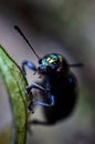 Vertical shot of a beetle from Tianmu mountain in Hangzhou, China