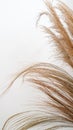 Vertical shot of beige pampas grass decorative plant isolated on white background