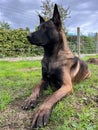 Vertical shot of Belgian malinois shepherd dog sitting on the grass and looking away Royalty Free Stock Photo