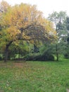 Vertical shot of a bench under a tree in a green park in Ada Ciganlia, Belgrade, Serbia Royalty Free Stock Photo