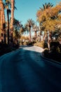 Vertical shot of a bendy road with palm trees