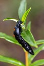 Vertical shot of a berberomeloe majali on a plant Royalty Free Stock Photo