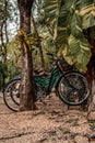 Vertical shot of bicycles in the jungle hotel
