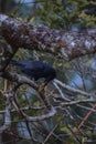 Vertical shot of a Big-billed crow (Corvus macrorhynchos) eating perched on a tree