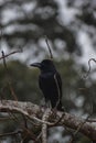Vertical shot of a Big-billed crow (Corvus macrorhynchos)perched on a tree
