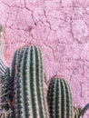 Vertical shot of big cactuses on the background of an adobe red wall Royalty Free Stock Photo