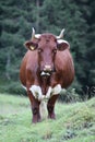 Vertical shot of a big cow with a bell hanging from the neck Royalty Free Stock Photo