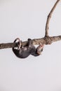 Vertical shot of a Big-eared opossum hanging from the tree branch on a white background Royalty Free Stock Photo