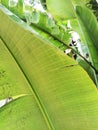 Vertical shot of a big palm tree leaf texture Royalty Free Stock Photo