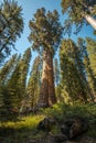 Vertical shot of big trees in the forest of Sequoia National Park, California Royalty Free Stock Photo