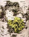 Vertical shot of a birch tree surface with a layer of green moss and lichen Royalty Free Stock Photo