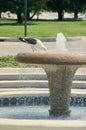 Vertical shot of a bird drinking water out of the fountain Royalty Free Stock Photo
