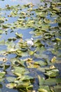 Vertical shot of a bird and green fall leaves in pond lake water