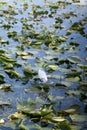 Vertical shot of a bird and green fall leaves in pond lake water