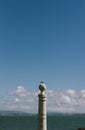 Vertical shot of the bird perched on the top of the lighthouse on the shore