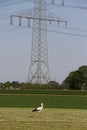 Vertical shot of a bird walking in front of a transmission tower in Dusseldorf, Germany