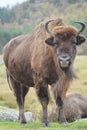 Vertical shot of a bison in Highland Wildlife Park, Kincraig, Kingussie, Scotland