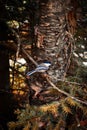 Vertical shot of a black-capped chickadee perched on a tree branch in Mont-Tremblant, Canada. Royalty Free Stock Photo