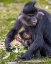 Vertical shot of a black crested mangabey (Lophocebus aterrimus) with her baby Royalty Free Stock Photo