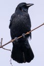 Vertical shot of a black crow perched on a tree branch at dusk Royalty Free Stock Photo
