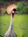 Vertical shot of a black crowned crane bird Royalty Free Stock Photo