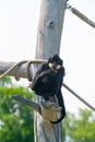 Vertical shot of a black gibbon on a wooden pole with ropes at a zoo Royalty Free Stock Photo