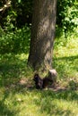 Vertical shot of a black squirrel standing in front of a trunk and looking at the camera Royalty Free Stock Photo