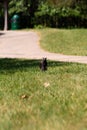 Vertical shot of a black squirrel standing on the grass and looking at the camera Royalty Free Stock Photo