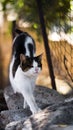 Vertical shot of a black white adorable cat walking near a fence Royalty Free Stock Photo