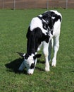 Vertical shot of black and white dairy cow in the field Royalty Free Stock Photo