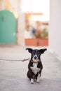 Vertical shot of a black and white Feist dog on lead sitting in a street