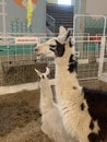 Vertical shot of black and white llamas in the shelter.