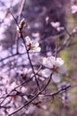 Vertical shot of blooming almond branch with white flowers and buds. Close-up, macro photography. Soft blurred background Royalty Free Stock Photo