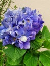 Vertical shot of blooming bigleaf hydrangea, a beautiful blue flower Royalty Free Stock Photo