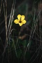Vertical shot of a blooming California Golden Violet flower in the greenery