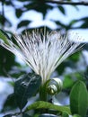 Vertical shot of a blooming Capparis moonii flower in the greenery
