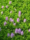 Vertical shot of a blooming common water hyacinth field on a sunny day Royalty Free Stock Photo