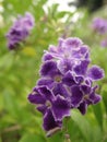 Vertical shot of blooming duranta flowers in the greenery